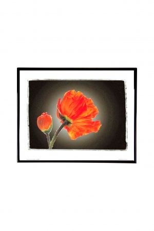 Mylar Framed Print – Red tulip