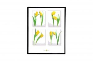 Mylar Framed Print – Yellow Crocuses