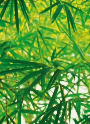 Фототапет Bamboo Forest