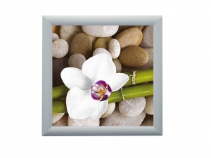 Framed Print - Orchid queen